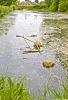 Harpurhey ponds contamination