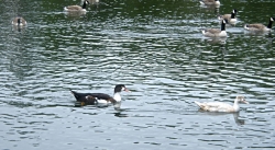 Alkington woods - ducks