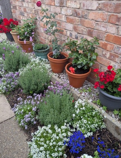 BAQ Alley for In Bloom Awards