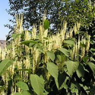 Japanese knotweed with flowers 