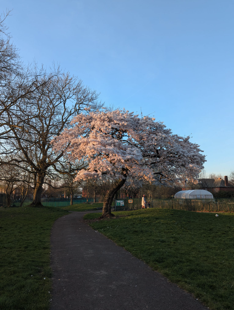 Image of a pink blossom tree.