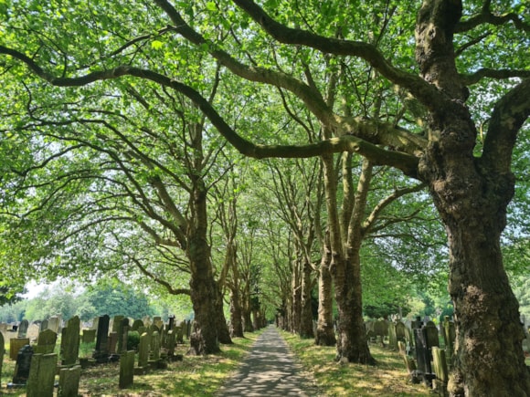 A tree lined boulevard in the Southern Cemetery.