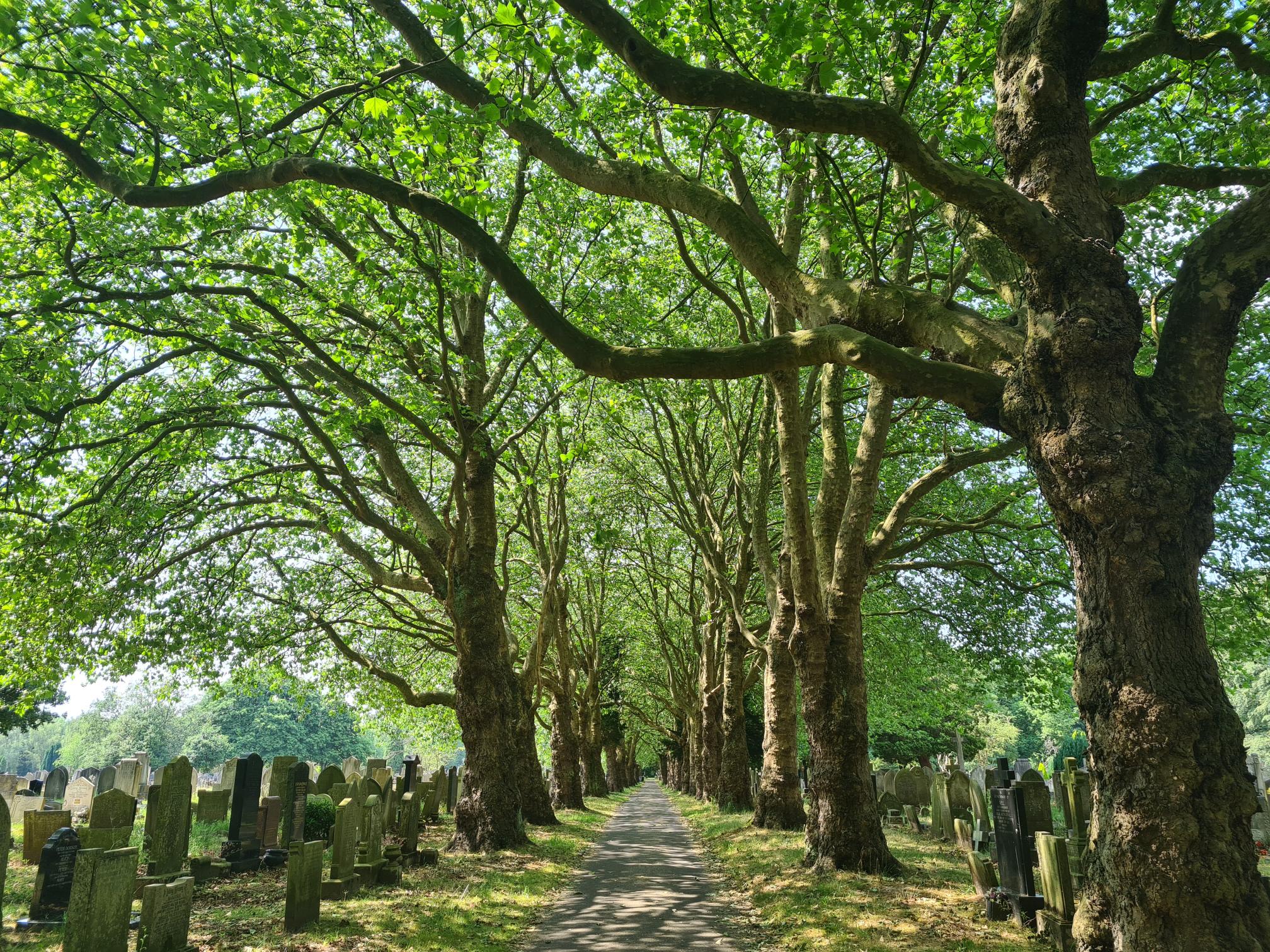 Image of a tree lined boulevard in the Southern Cemetery.