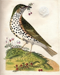 Mistle thrush from Harmonia Ruralis: or an Essay towards a Natural History of British Song Birds
