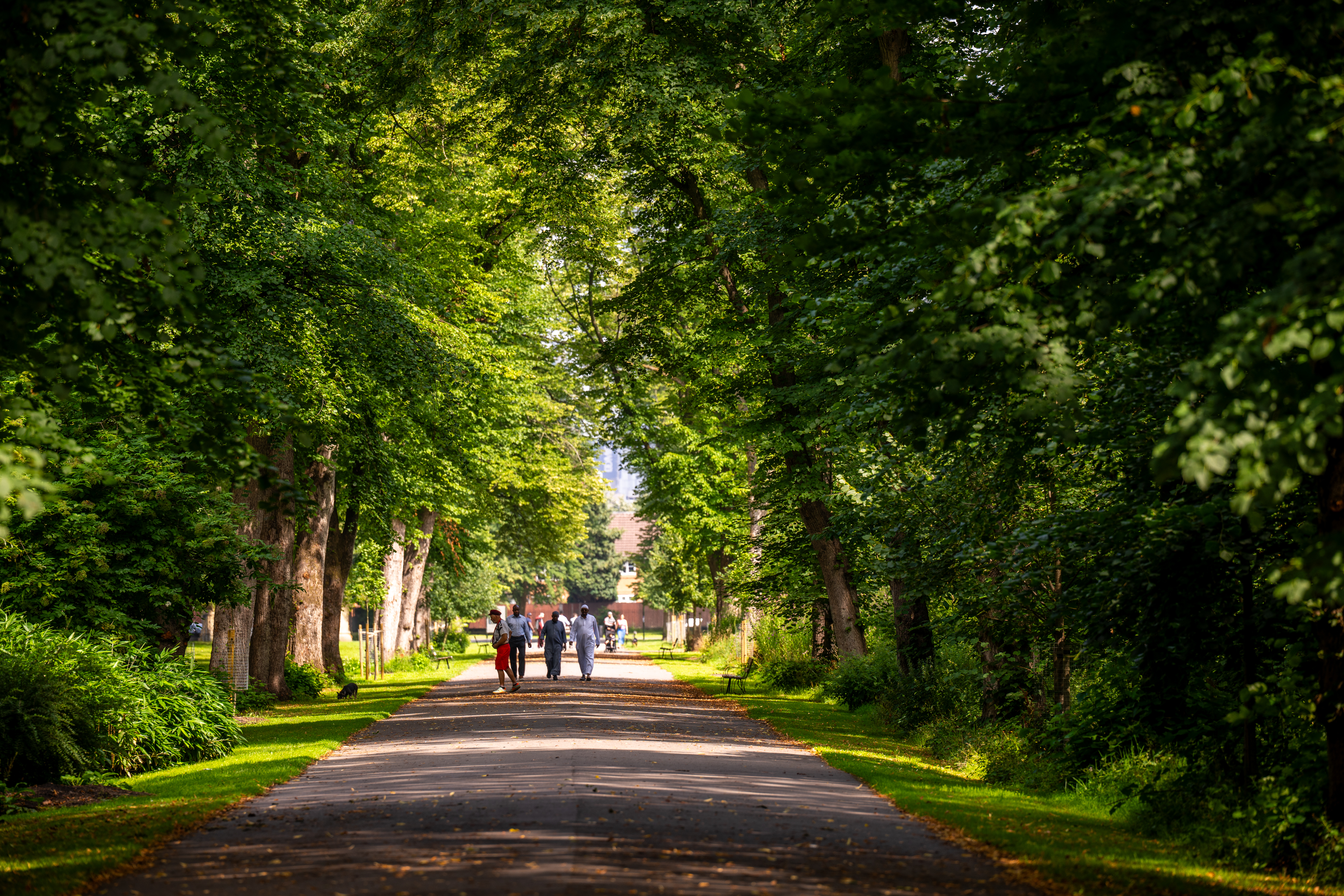Image of a tree-lined path in Alexandra Park