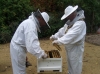 The Lord Mayor inspects a bee hive
