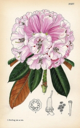 Rhododendron from Curtis’s Botanical Magazine by Lilian Snelling