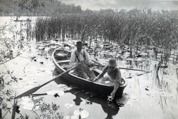 Gathering water lilies (platinum print) from Life and Landscape on the Norfolk Broads by Peter Henry Emerson